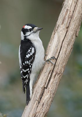 Downy Woodpecker (Picoides pubescens) photo