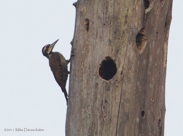 Fire-bellied Woodpecker (Dendropicos pyrrhogaster) photo