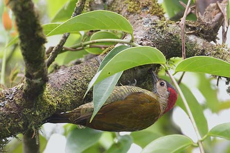 Golden-olive Woodpecker (Piculus rubiginosus) photo