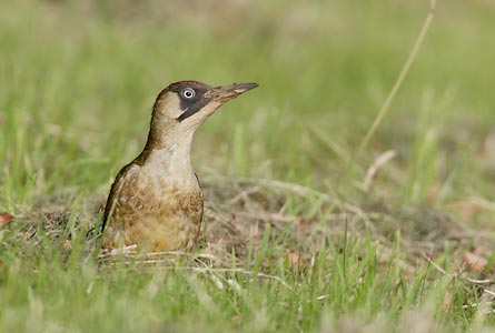 European Green Woodpecker (Picus viridis) photo