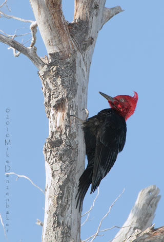 Magellanic Woodpecker (Campephilus magellanicus) photo