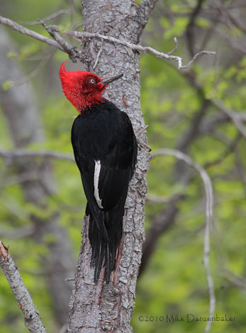 Magellanic Woodpecker (Campephilus magellanicus) photo