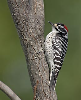 Nuttall's Woodpecker (Picoides nuttallii) photo