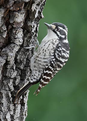Nuttall's Woodpecker (Picoides nuttallii) photo