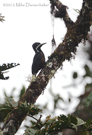 Powerful Woodpecker (Campephilus pollens) photo