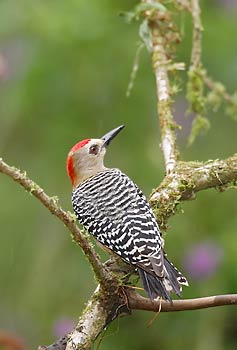 Red-crowned Woodpecker (Melanerpes rubricapillus) photo