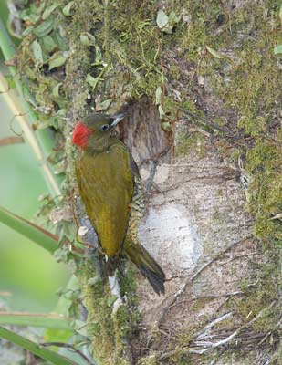 Rufous-winged Woodpecker (Piculus simplex) photo