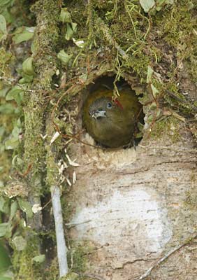 Rufous-winged Woodpecker (Piculus simplex) photo