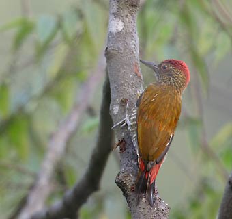 Red-rumped Woodpecker (Veniliornis kirkii) photo