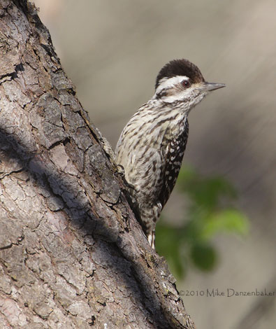 Striped Woodpecker (Veniliornis lignarius) photo