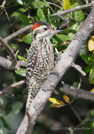 Striped Woodpecker (Veniliornis lignarius) photo