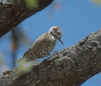 Strickland's Woodpecker (Picoides stricklandi) photo image