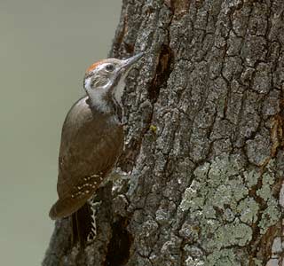 Strickland's Woodpecker (Picoides stricklandi) photo image