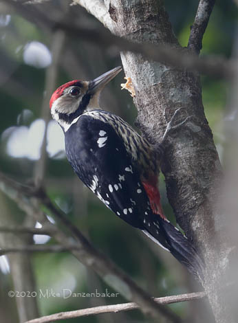White-backed Woodpecker (Dendrocopos leucotos) photo