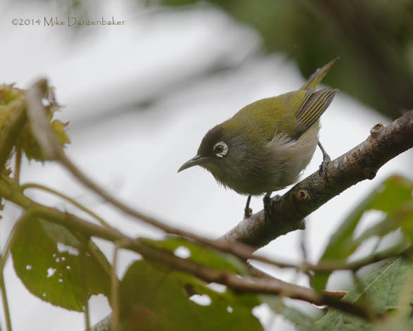 Reunion Olive White-eye (Zosterops olivaceus) photo