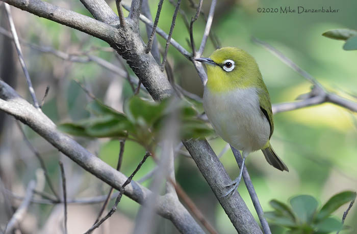 Swinhoe's White-eye (Zosterops simplex) photo