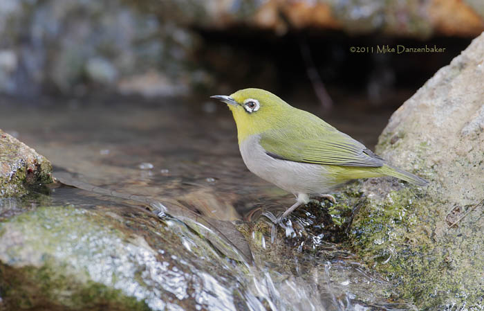 Swinhoe's White-eye (Zosterops simplex) photo