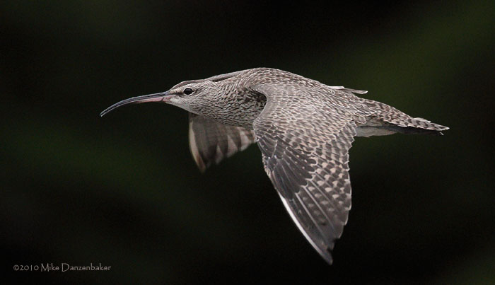 Whimbrel (Numenius phaeopus) photo
