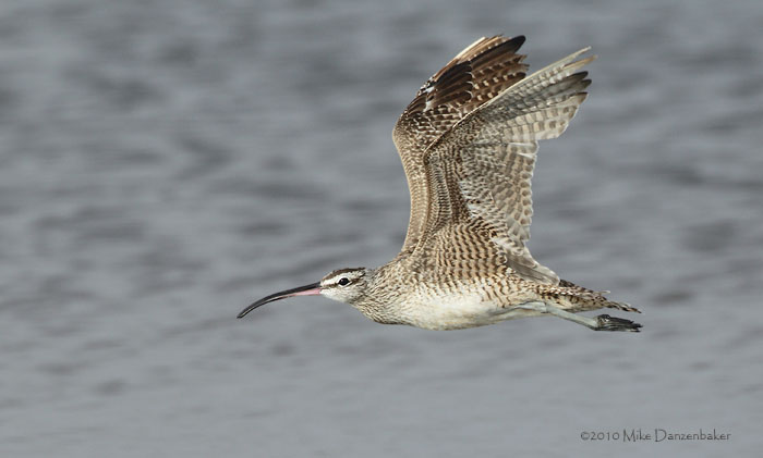 Whimbrel (Numenius phaeopus) photo