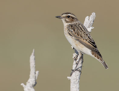 Whinchat (Saxicola rubetra) photo