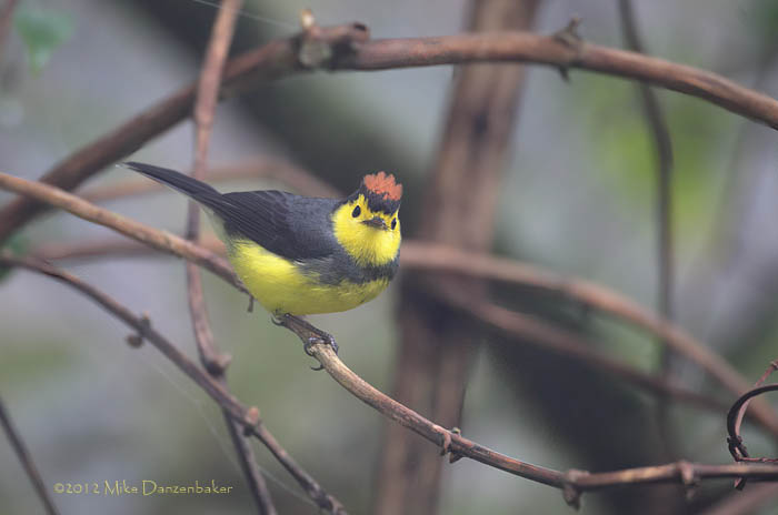 Collared Whitestart (Myioborus torquatus) photo