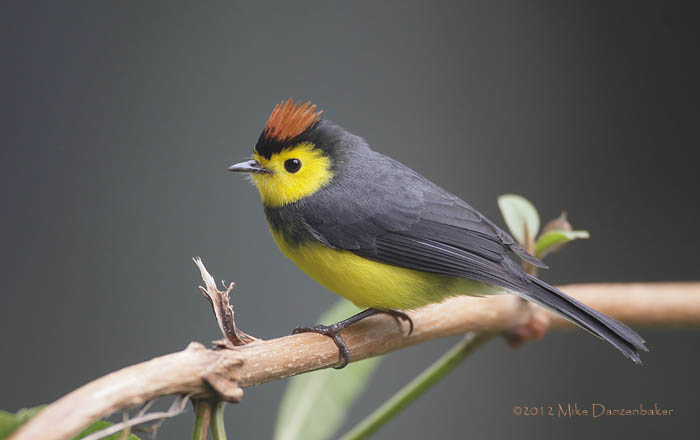 Collared Whitestart (Myioborus torquatus) photo