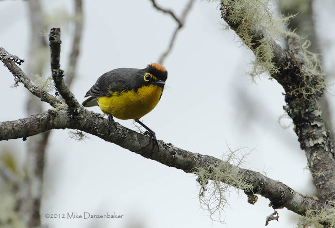 Spectacled Whitestart (Myioborus melanocephalus) photo