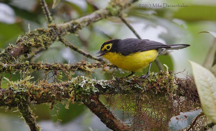 Spectacled Whitestart (Myioborus melanocephalus) photo