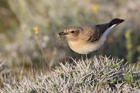 Black-eared Wheatear (Oenanthe hispanica) photo