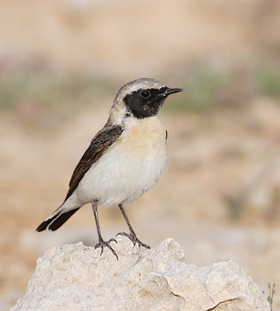 Black-eared Wheatear (Oenanthe hispanica) photo