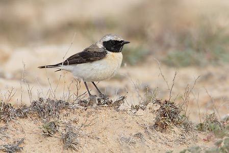 Black-eared Wheatear (Oenanthe hispanica) photo