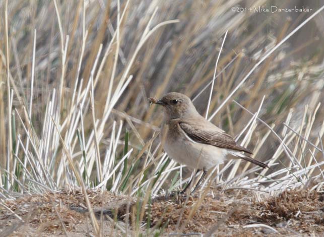 Desert Wheatear (Oenanthe deserti) photo