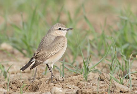Isabelline Wheatear (Oenanthe isabellina) photo