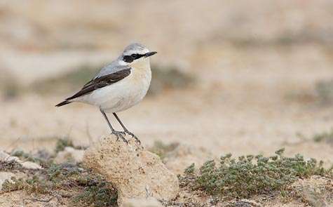 Northern Wheatear (Oenanthe oenanthe) photo