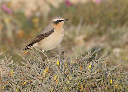 Northern Wheatear (Oenanthe oenanthe) photo