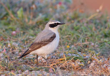 Northern Wheatear (Oenanthe oenanthe) photo