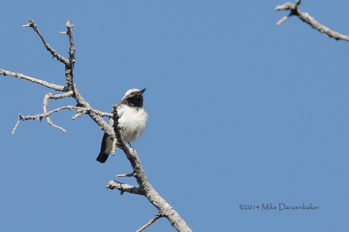 Pied Wheatear (Oenanthe pleschanka) photo