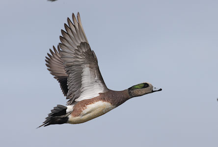 American Wigeon (Anas americana) photo