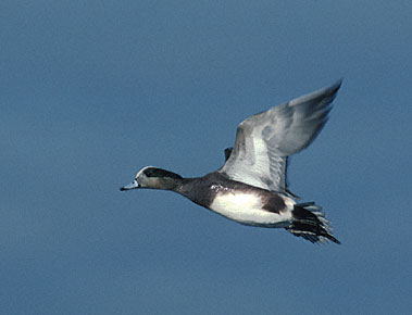 American Wigeon (Anas americana) photo image