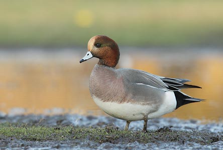 American Wigeon (Anas americana) photo image
