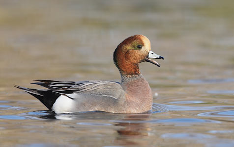 American Wigeon (Anas americana) photo image