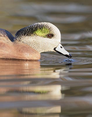 American Wigeon (Anas americana) photo