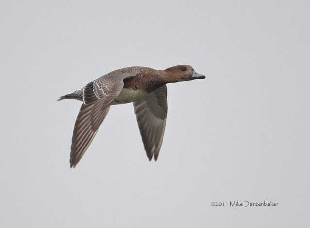 Eurasian Wigeon (Anas penelope) photo
