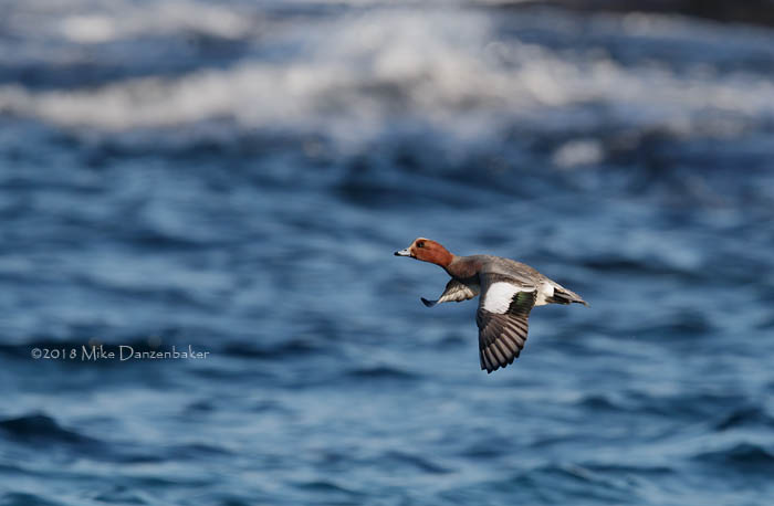 Eurasian Wigeon (Anas penelope) photo