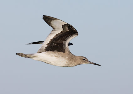 Willet (Catoptrophorus semipalmatus) photo