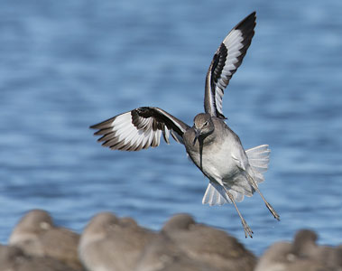 Willet (Catoptrophorus semipalmatus) photo