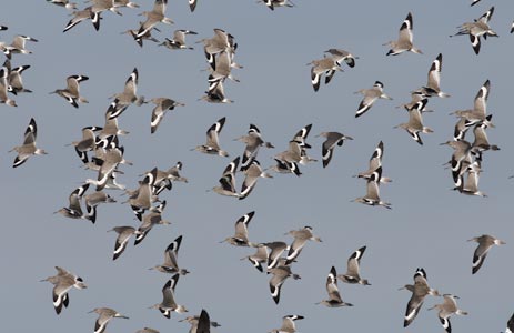 Willet (Catoptrophorus semipalmatus) photo