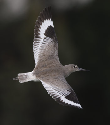 Willet (Catoptrophorus semipalmatus) photo