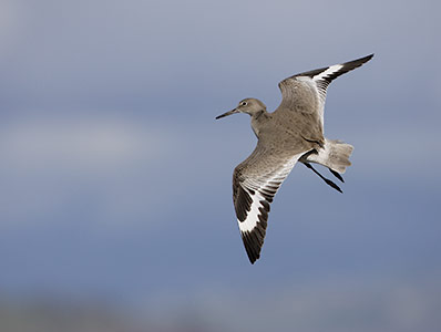 Willet (Catoptrophorus semipalmatus) photo