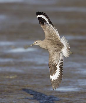 Willet (Catoptrophorus semipalmatus) photo